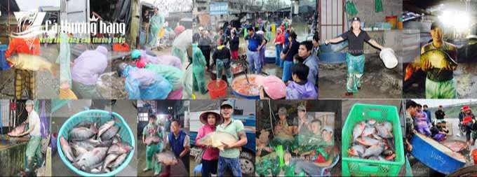 Bán buôn các loại cá nước ngọt