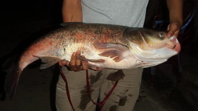 Kết quả hình ảnh cho cá mè 10-15kg