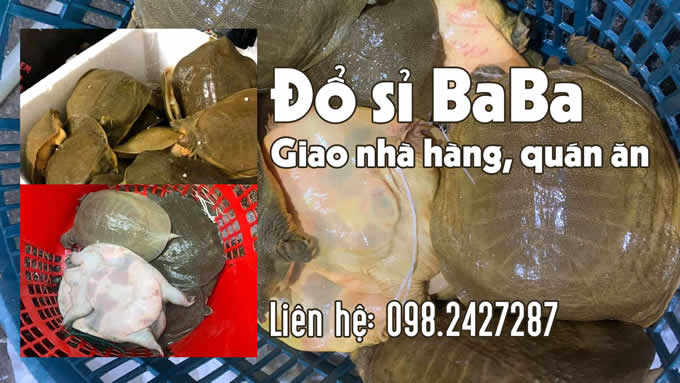 Xem video Đổ Sỉ/Lẻ/Giao nhà hàng BaBa trơn, Ba Ba gai