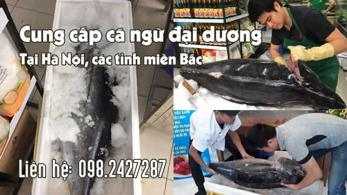 Xem video Cung cấp cá ngừ đại dương nguyên con
