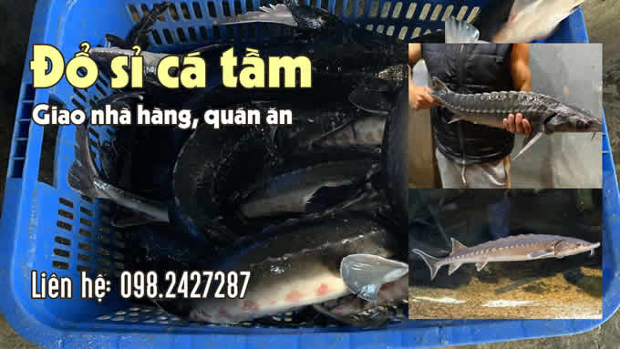 Xem video Cung cấp cá Tầm bơi tươi sống sỉ