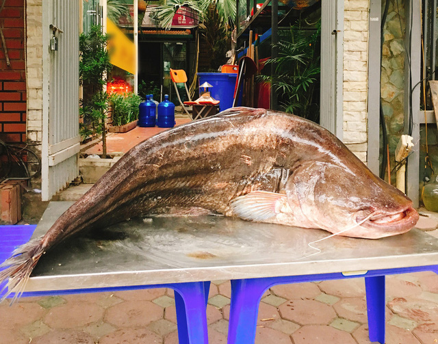 Con cá Nheo (cá Leo) khủng nặng hơn 60kg từ Campuchia về Hà Nội