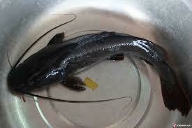 Cá lăng là gì? Giá 1kg cá lăng trên thị trường? Mua sỉ ở đâu rẻ?