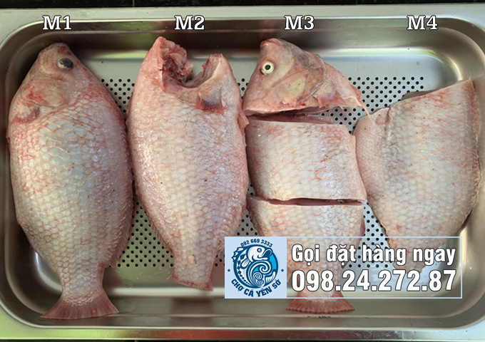 Cung cấp thịt cá diêu hồng làm sạch, cắt khúc, Fillet 2022 cho bếp ăn, suất ăn công nghiệp